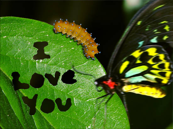Bug love