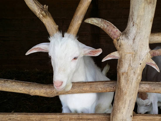 Wood goats