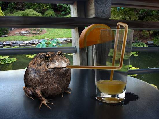 Thirsty Frog