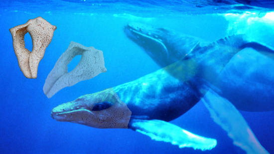 A Shell in a Whale