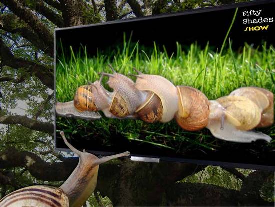 Fifty shades of Snail