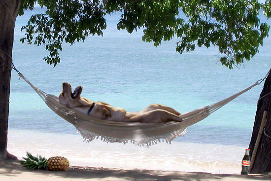 Its a Dogs Life