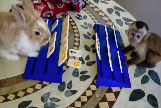 I'll play the winner