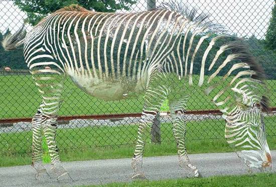 invisible zebra