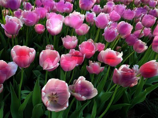 Beauty in the Tulips