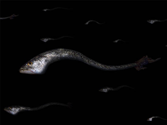 Deep Sp(eer)m Fish