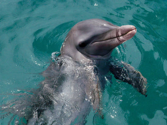 Dildo Nosed Dophin