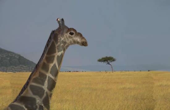 Source Giraffe