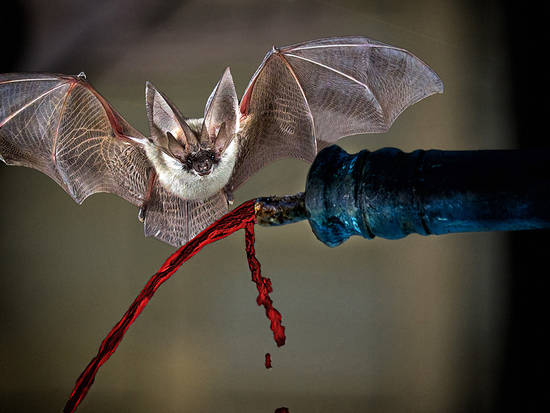 Bat and Blood