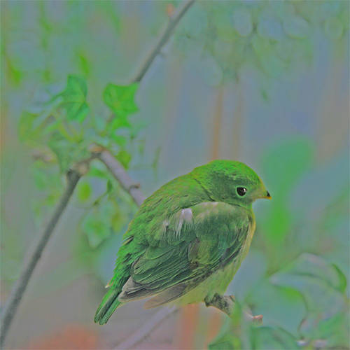  Bird in the rainforest