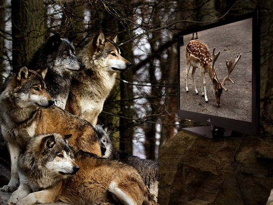 Are wolfs watching TV?