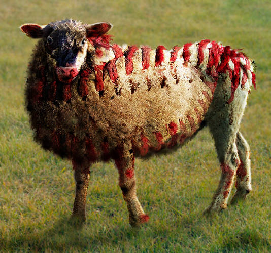  ~ Sheep Stitch ~