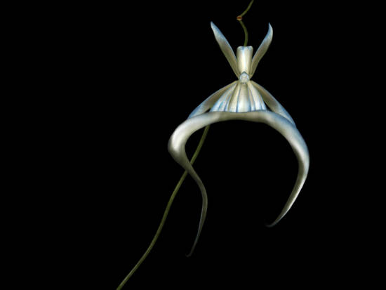 Ghost Orchid:Evolution