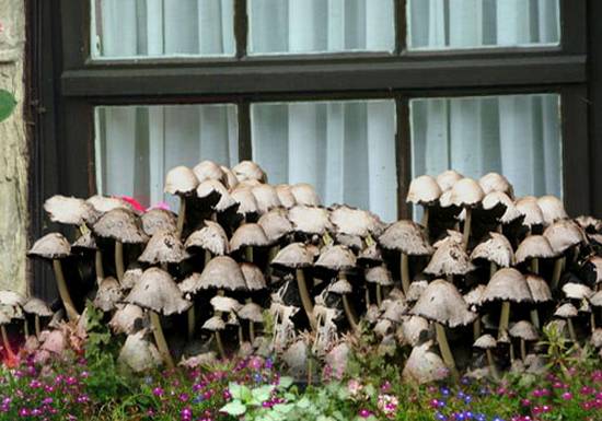 mushrooms on my window