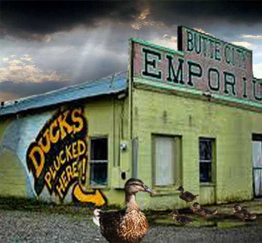 Ducks Plucked Here