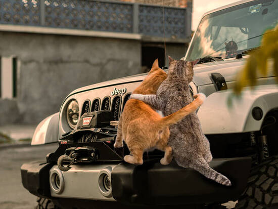 Look, mouse!
