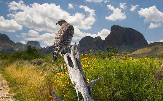 High desert hawk