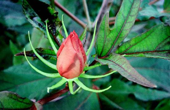 spiky rose