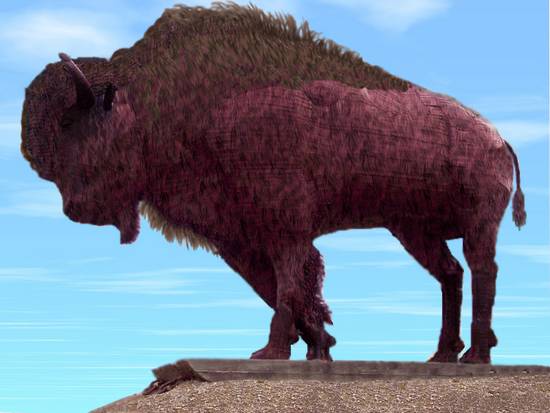 lone buffalo