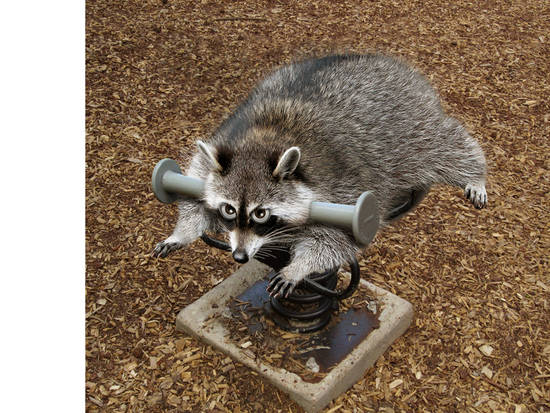 Real Raccoon