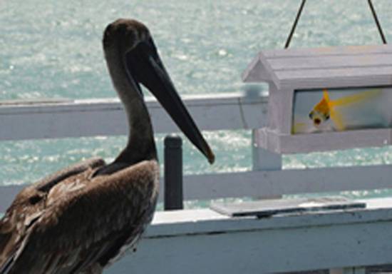 Pelican Feeder