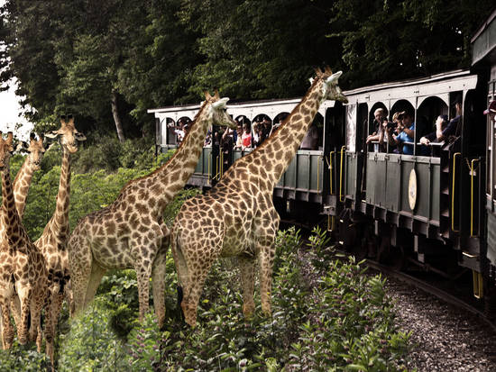 Safari Train Ride-update