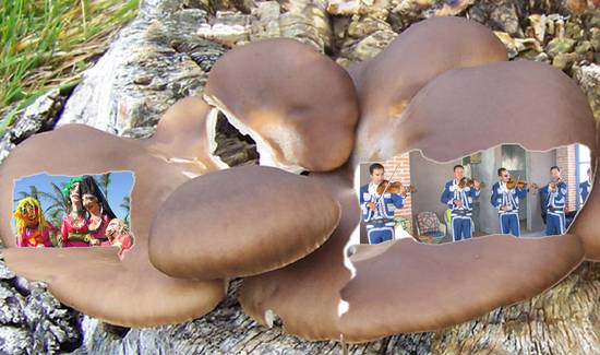 Mushroom Fiesta