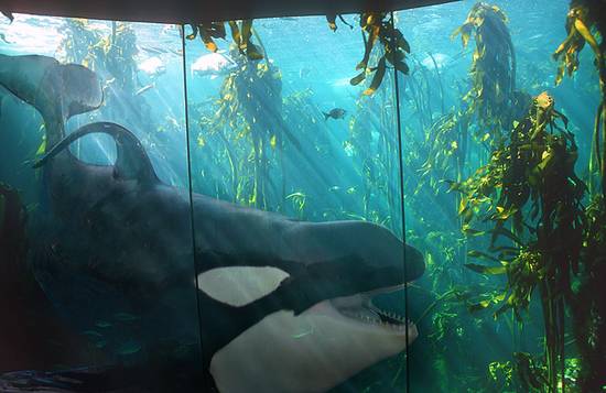 Orca at the aquarium