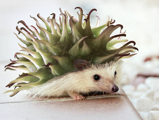 Cactus