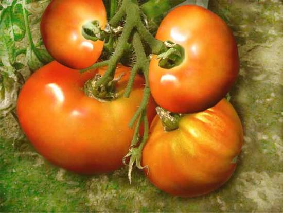 my tomatoes