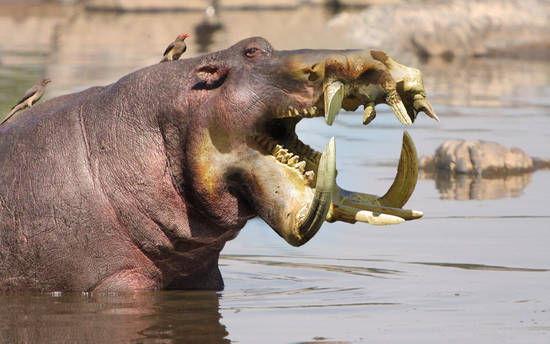 Hippo Skull River