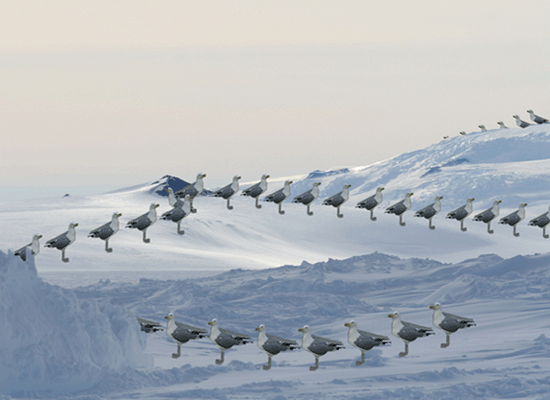 March Of The Seaguls