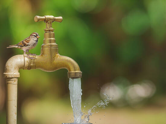 sparrow on faucet