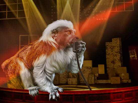 Red Hot Tamarin
