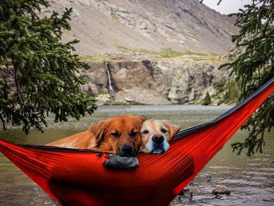 Dogs relaxing in hammock