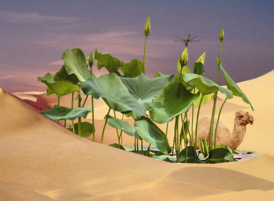 Oasis
