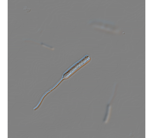 Microscopic  [GIF]