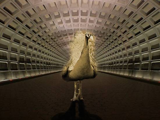 Peacock in the metro