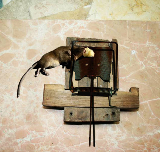 Mouse trap.