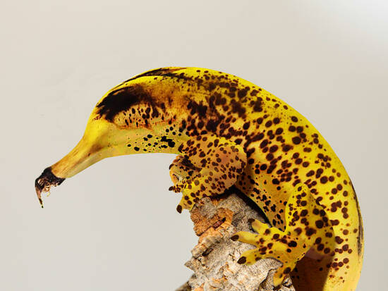 Banana Evolution 
