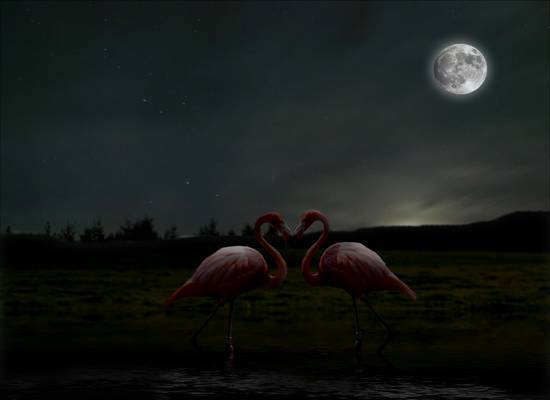 Flamingo LOve