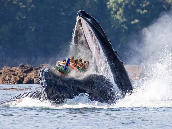 Keep Calm and Whale On