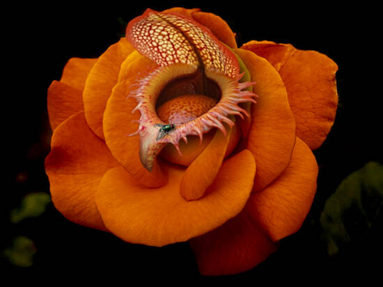 Evolution towards savage