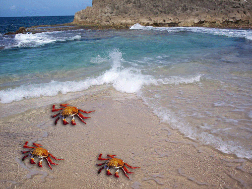 Crab Snatcher (GIF)
