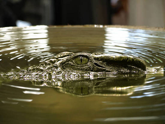 Croc in Water