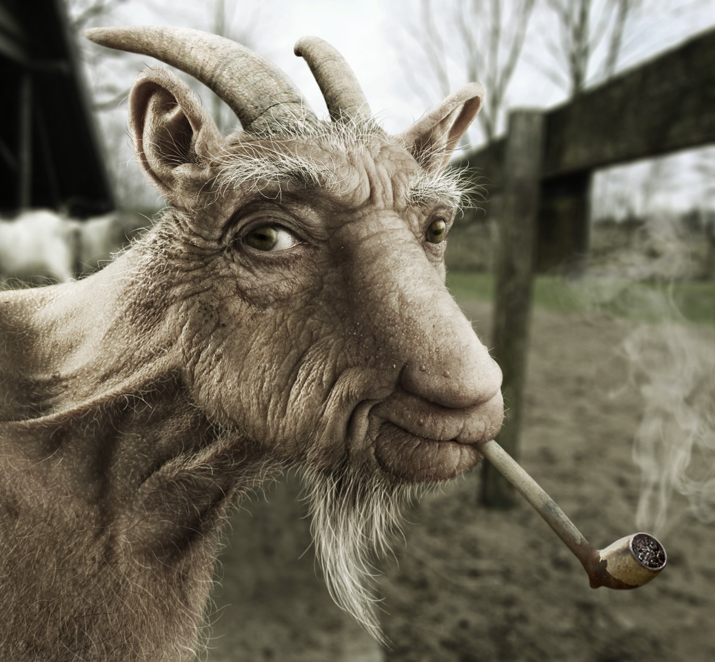 Old Goats Steve Saunders Goldwing Forums