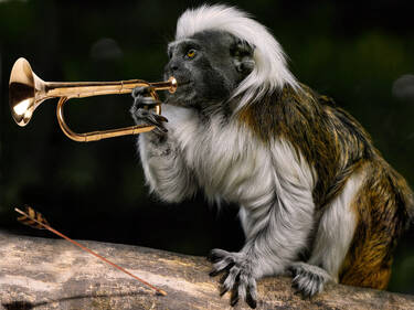 Early warning or jazz?, 7 votes