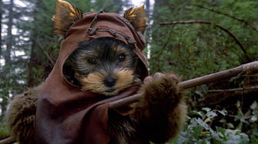 Ewokie, 10 votes