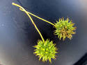 Sweetgum Seed Pods