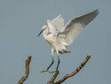 White Egret, 10 entries